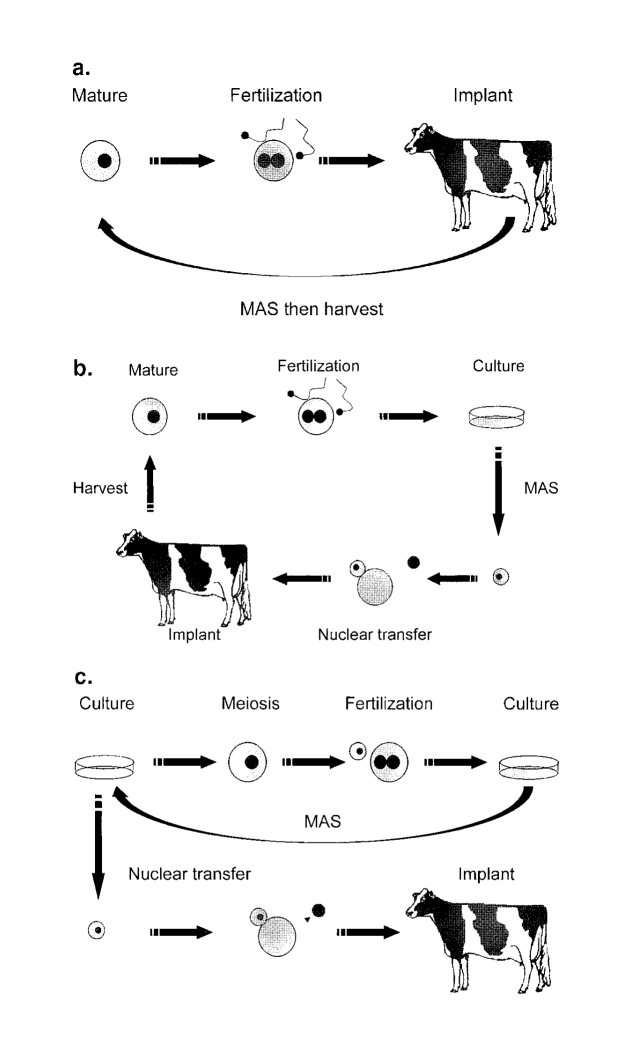 Figure 5. Cell technologies and marker-assisted selection (MAS). (a). “Velogenetics”. Calves are selected in utero using marker information, and oocytes are harvested. The oocytes are matured, fertilized, and implanted, and MAS again is applied to in utero calves to repeat the cycle (8). (b). “Nuclear velogenetics”. Embryos are cultured in vitro and selected using marker information. Nuclear transfer from selected cultures is used to generate new embryos for implantation. Oocytes are harvested from calves in utero and matured, fertilized, and cultured in vitro to repeat the cycle. (c). “Whizzogenetics”. Embryos are cultured in vitro and selected using marker information. Selected cultures are induced to undergo meiosis, and the resulting cells are fertilized and recultured in vitro. Marker information is used to select cultures to repeat the process. Once desired genotypes are achieved, nuclear transfer from selected cultures is used to generate new embryos for implantation (43).