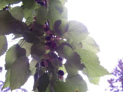 My local mulberry tree in June 201114ya: up