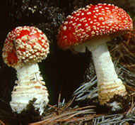 Amanita muscaria.