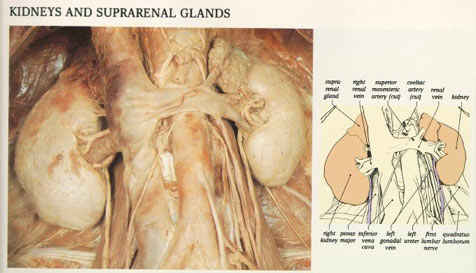 Some rather icky kidneys.