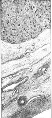 A gonad with both ovarian and testicular tissue.